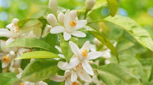 Neroli