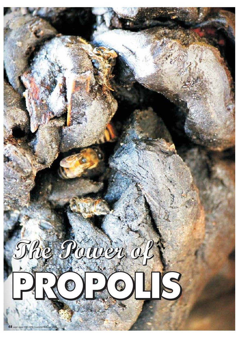 Propolis a powerful antibiotic