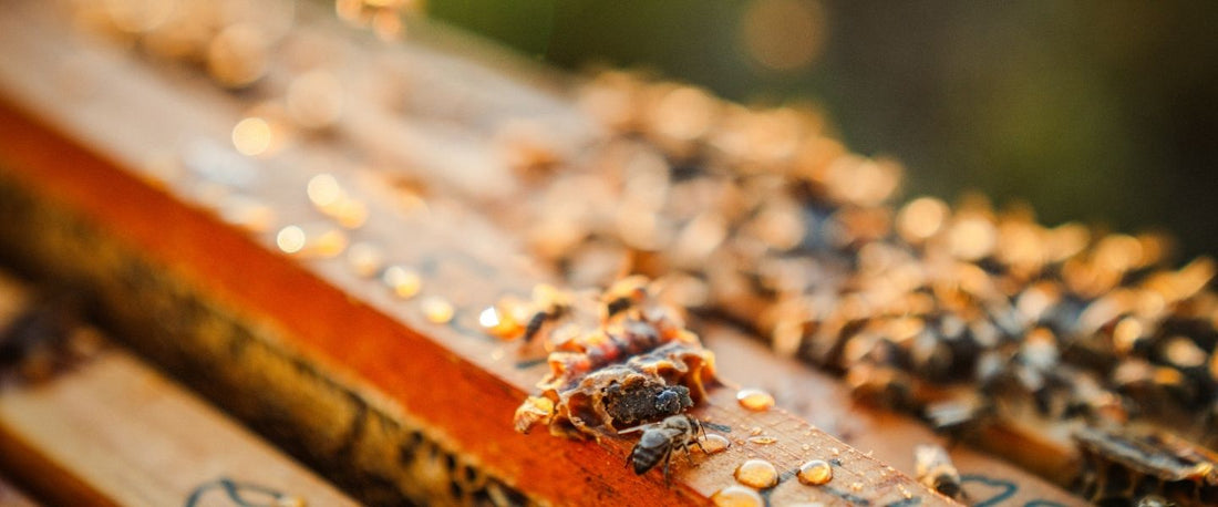 Why World Bee Day Matters for Our Future and Our Skin