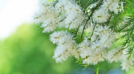 Tea Tree