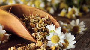Chamomile